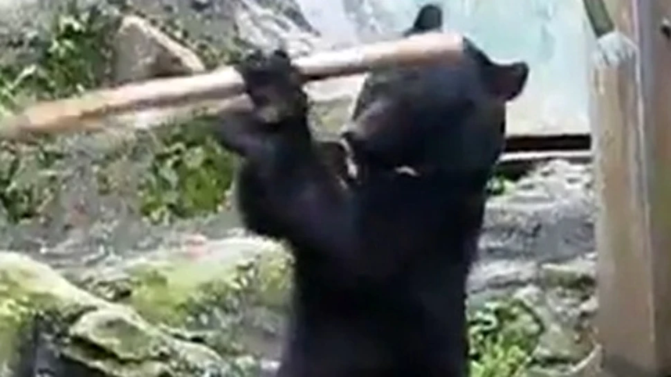 El este ursul Kung Fu (VIDEO)
