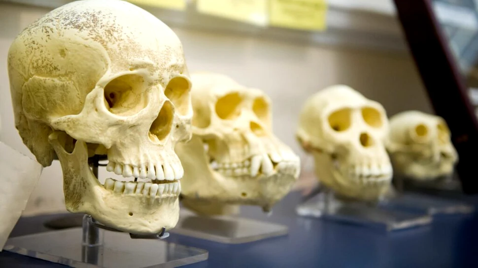 Arborele genealogic uman ar trebui refăcut, argumentează un nou studiu