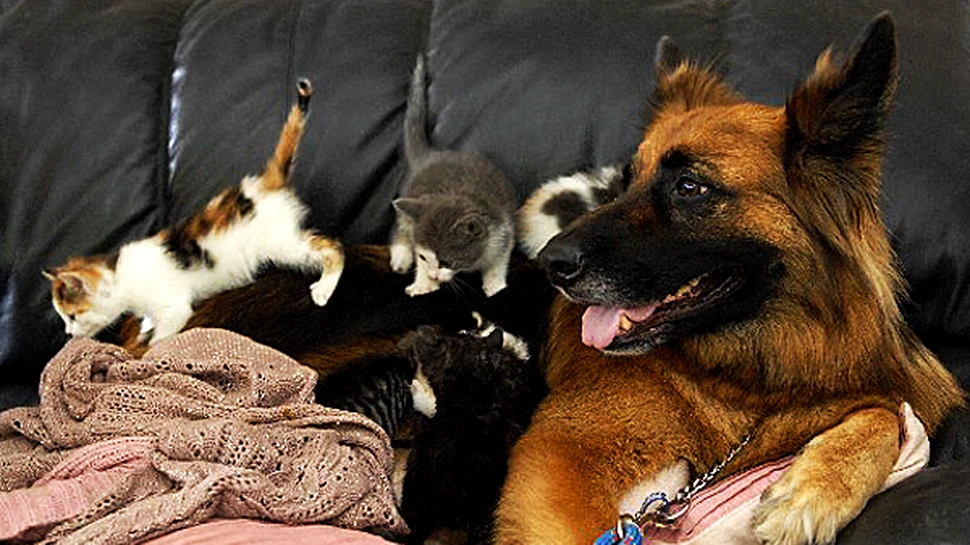 Luka, cateaua inimoasa