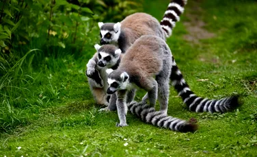 Thailanda trimite acasă în Madagascar aproape 1.000 de animale pe cale de dispariție