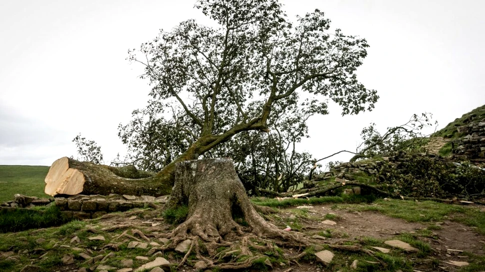 Un copac vechi de 300 de ani, care a apărut în filmul „Robin Hood: Prințul hoților”, a fost tăiat