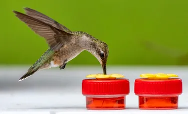 Chiar și păsările colibri preferă puțin alcool. Ce arată un nou studiu?