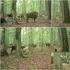Pentru prima dată, lupii au fost filmați vânând zimbri într-o pădure europeană străveche