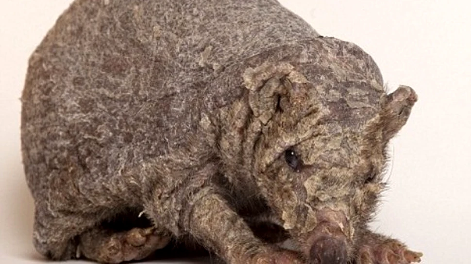 Revine Spud, ariciul chelios