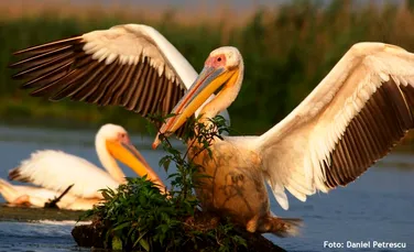 Câţi pelicani există în România. A fost înregistrat şi un record