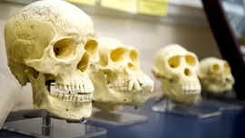 Arborele genealogic uman ar trebui refăcut, argumentează un nou studiu