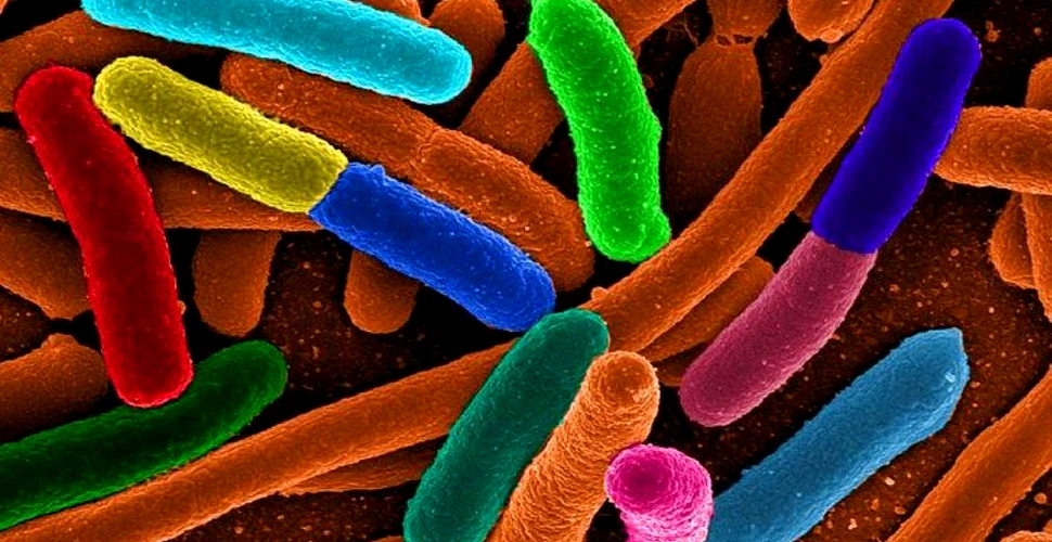 Peste 10 ani, maşinile ar putea fi alimentate de bacterii intestinale