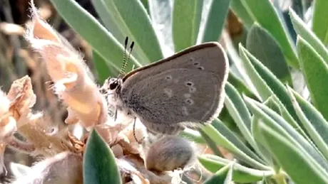 O nouă specie de fluturi a fost descoperită într-un loc neașteptat