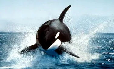 Cum sa scapi din fata unui grup de balene ucigase (video)