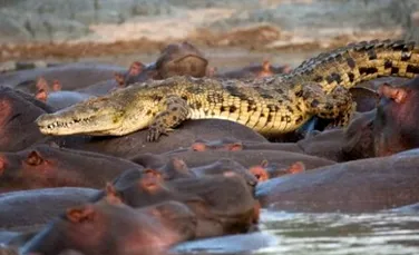Lupta socanta intre un crocodil si o turma de hipopotami (FOTO)