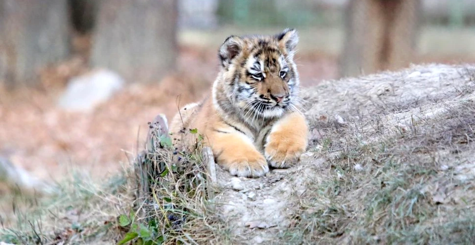 Vot organizat pentru numirea unui pui de tigru născut prematur, în captivitate, la Piteşti –  Galerie Foto
