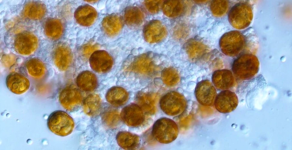 Biologii au „readus la viață” genul unor celule ciudate și galbene, uitat timp de 140 de ani
