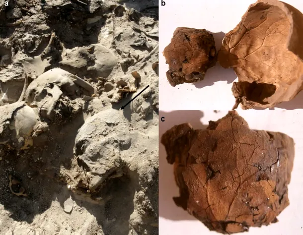 Locul unde au fost găsite mumiile şi interiorul craniului unde s-a conservat amprenta vasculară