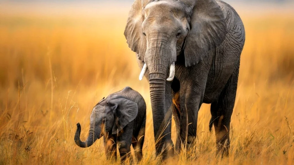 Elefanții se tem de șoareci sau este doar un mit?