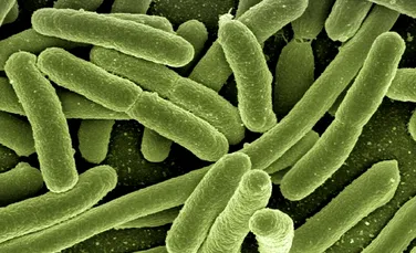 Microbii au o formă de memorie