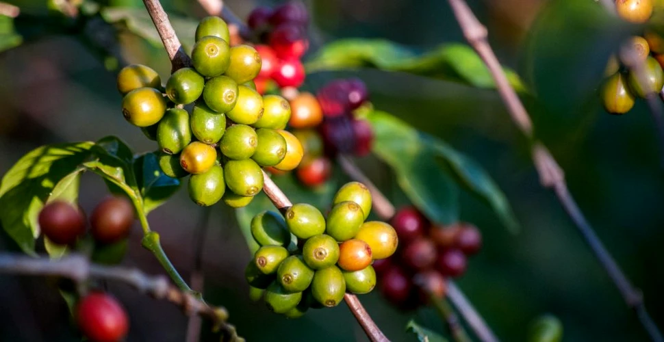 O specie rară care poate salva cafeaua de la schimbările climatice, redescoperită de cercetători
