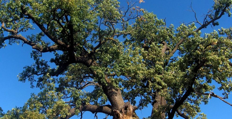 Un arbore din România care are 750 de ani a fost introdus în competiţia Arborele European al Anului. Iată cum îl puteţi vota pentru a fi ales