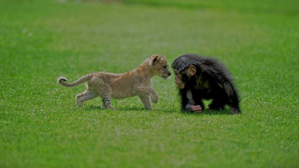 Un pui de leu salvat dintr-o maşină abandonată şi-a făcut un prieten special la grădina zoologică