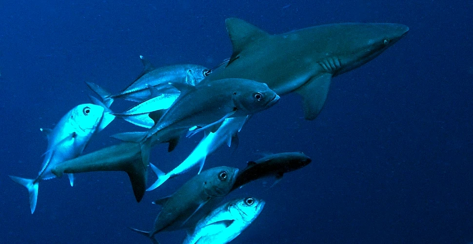 Din cauza oamenilor, Oceanul Pacific rămâne fără rechini de recif