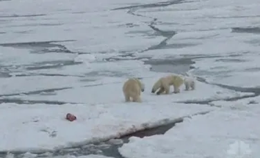 O femelă de urs polar înfometată provoacă un mascul la luptă pentru hrană (VIDEO)