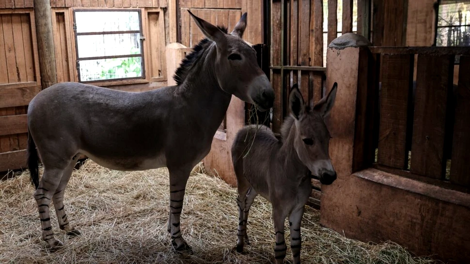 Un exemplar rar de măgar sălbatic somalez s-a născut într-o grădină zoologică din Chile