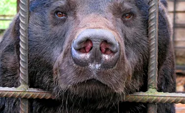 O grădină zoologică din Spania anunță un program special pentru animalele bătrâne