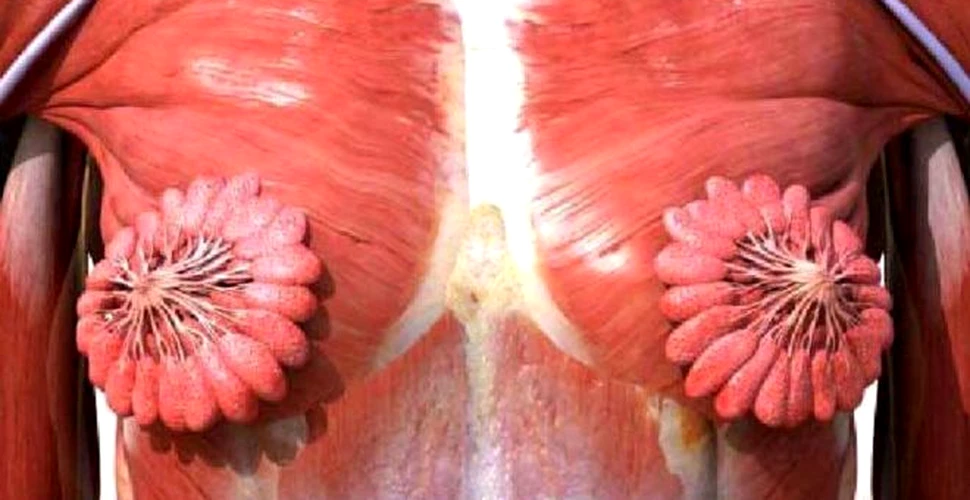 O imagine anatomică a sânilor provoacă controverse pe internet