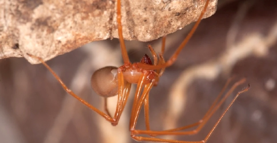 Un păianjen cu „gheare” a fost descoperit într-o peşteră din SUA (VIDEO)