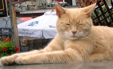 ”Pisica primar” Stubbs, a murit la vârsta de 20 de ani. Povestea fascinantă a motanului