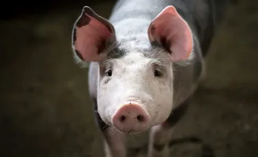 Porcii modificați genetic, aprobați pentru consumul uman în SUA