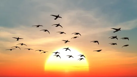 Populația păsărilor migratoare din Marea Britanie, „în cădere liberă” din cauza schimbărilor climatice