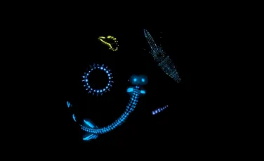Oamenii de ştiinţă dezvăluie noi secrete ale fiinţelor bioluminiscente din adâncuri (FOTO/VIDEO)