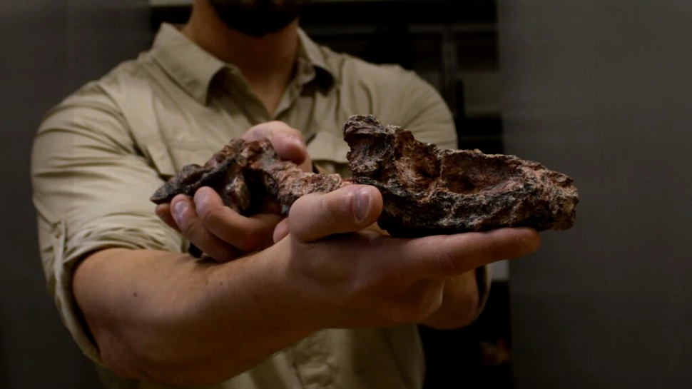 O fosilă de dinozaur în stare foarte bună, descoperită în Brazilia. Cât de veche este?