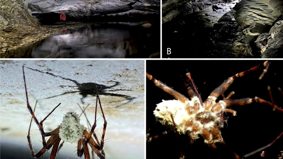 O specie de ciupercă proaspăt descoperită transformă păianjenii în zombi
