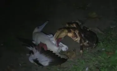 VIDEO. Scena macabră care i-a şocat pe cercetători: un crab gigantic a vânat şi a devorat o pasăre