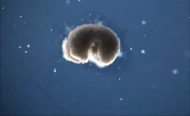 Ce este „a treia stare” a vieții și ce se întâmplă cu celulele după moartea organismului?