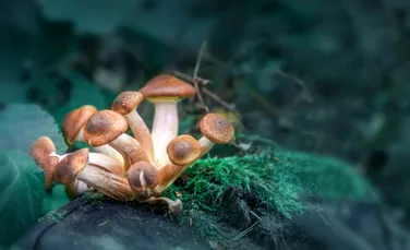 Specii de ciuperci psihedelice necunoscute științei, descoperite în Africa