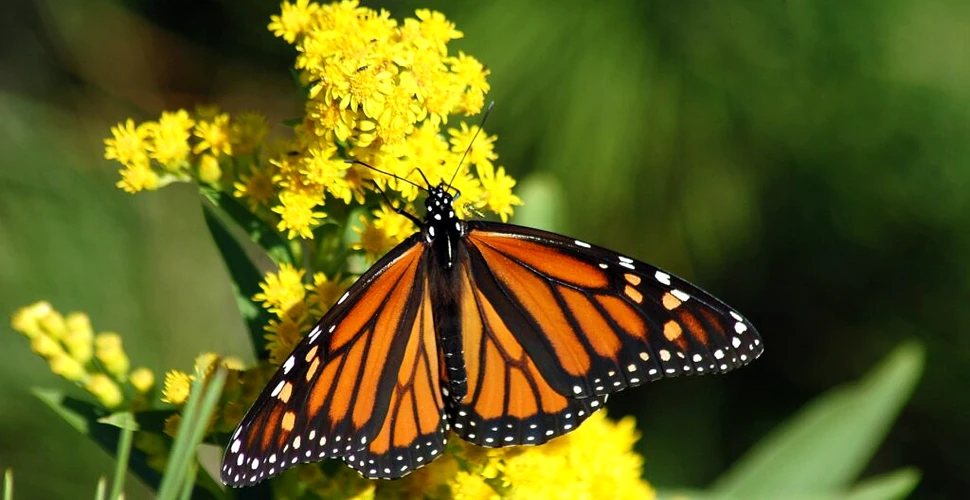 California a înregistrat cel mai mare număr de fluturi monarh din ultimii 20 de ani