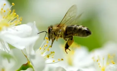 Telefoanele mobile, o posibilă cauză a scăderii numărului de albine