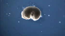 Ce este „a treia stare” a vieții și ce se întâmplă cu celulele după moartea organismului?