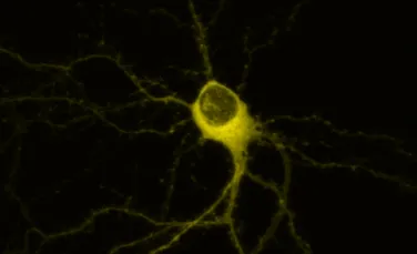 Pentru prima dată, oamenii de ştiinţă au cronometrat viteza cu care neuronii comunică