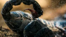 Veninul scorpionului amazonian poate ucide celulele cancerului mamar