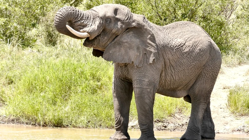 Veterinarii au reparat cu succes cornul fisurat al unui elefant african de cinci tone, în Columbia