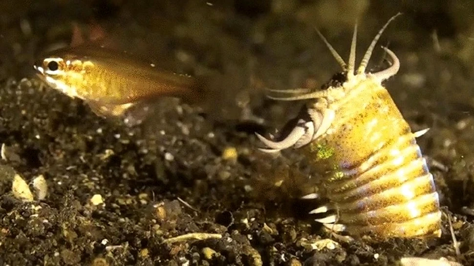 Viermi antici uriași cutreierau cândva pe fundul oceanelor, așteptând să-și înhațe următoarea pradă