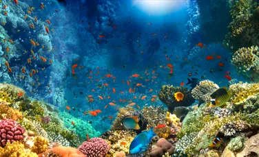 Recifele de corali generează un sunet ascuns sub apă care ne-ar putea ajuta să le salvăm