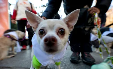 Sute de câini și stăpânii lor au mărșăluit pe străzile din Madrid