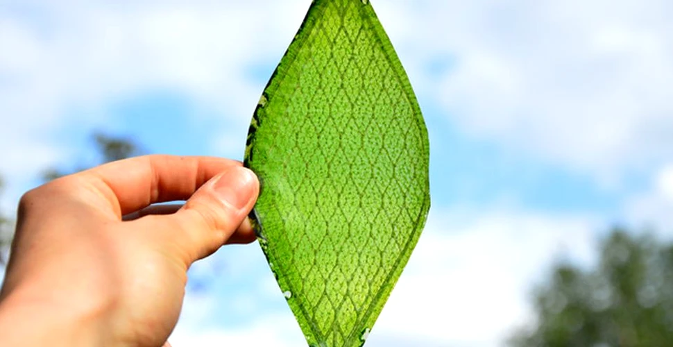 Prima frunză biologică sintetică ar putea permite oamenilor să colonizeze spaţiul – VIDEO