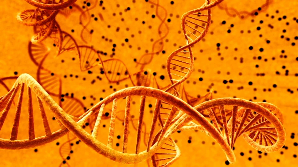 ADN-ul se poate plia sub forme complexe ca să efectueze funcții noi în organism