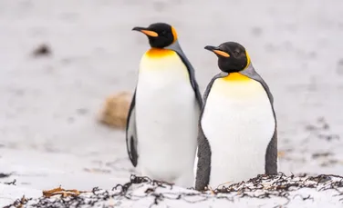 Ceva tulburător se întâmplă cu pinguinii care au mâncare la discreție