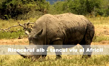 Rinocerul alb-tancul viu al Africii